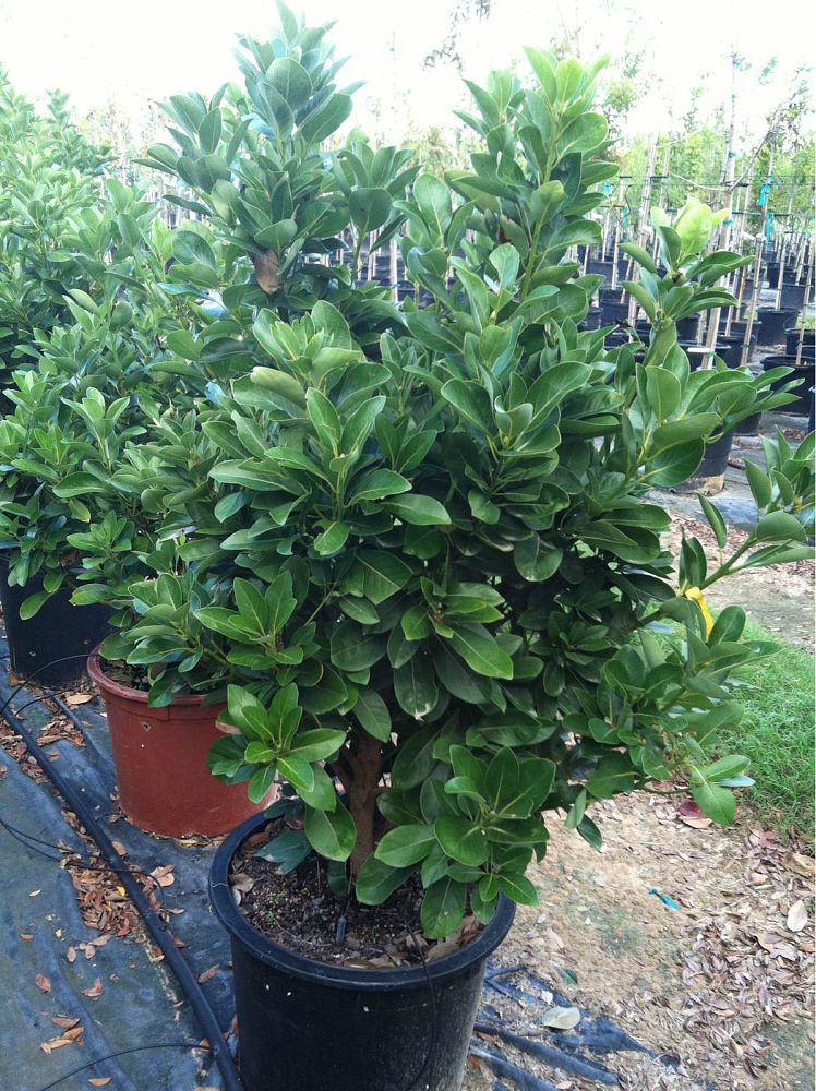 machilus-thunbergii-tabu-no-ki-tree
