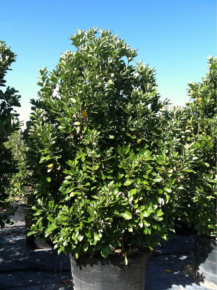 machilus-thunbergii-tabu-no-ki-tree