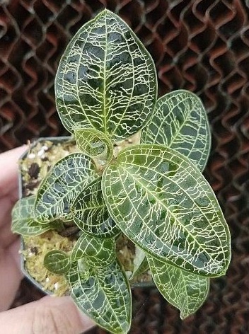 macodes-petola-jewel-orchid-petiole-macodes-species-orchid