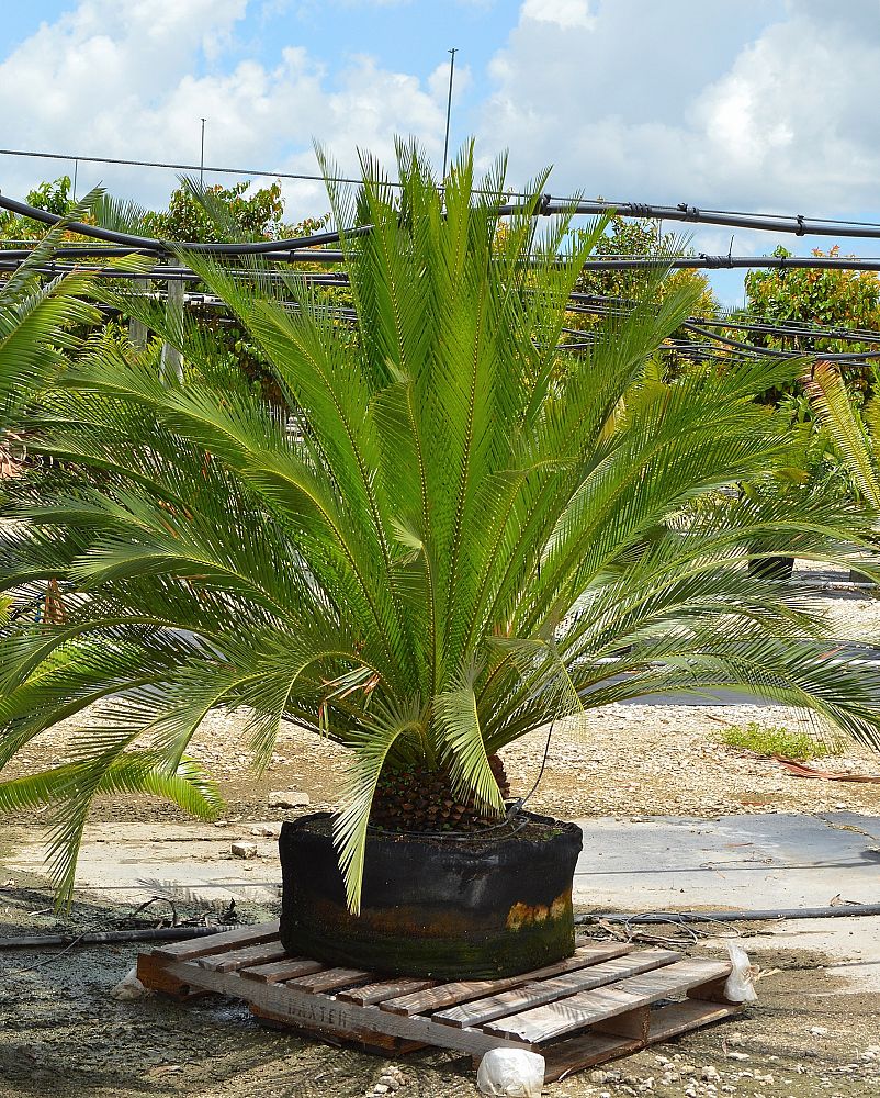 macrozamia-moorei