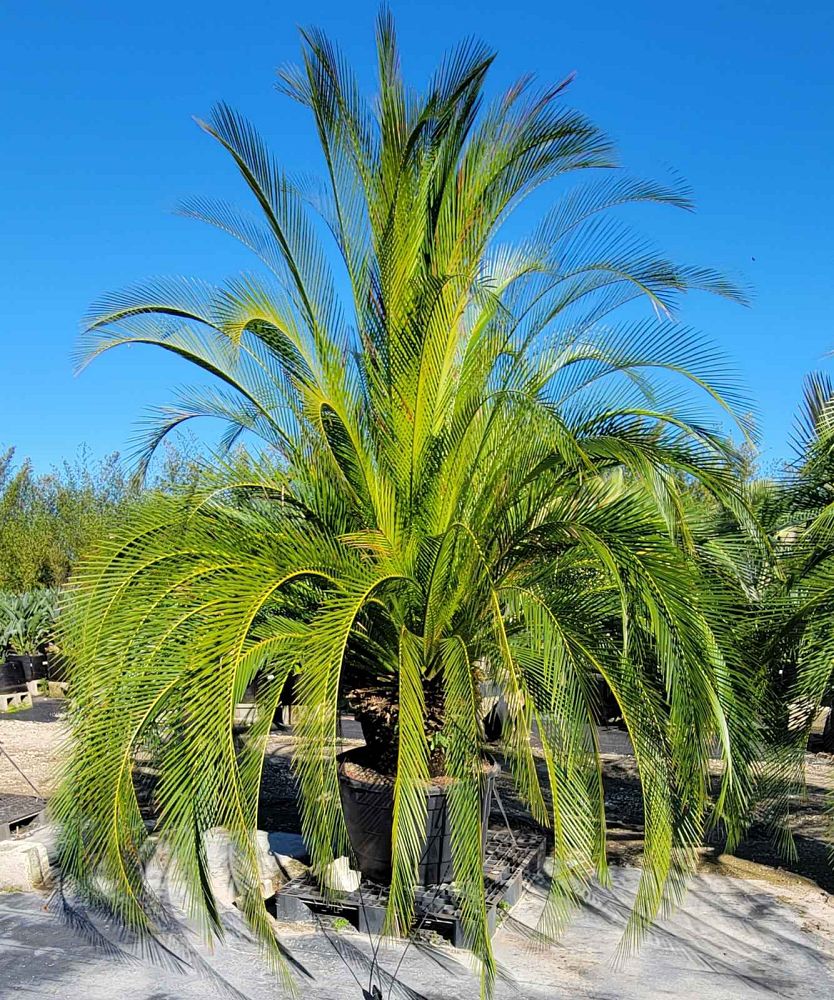 macrozamia-moorei