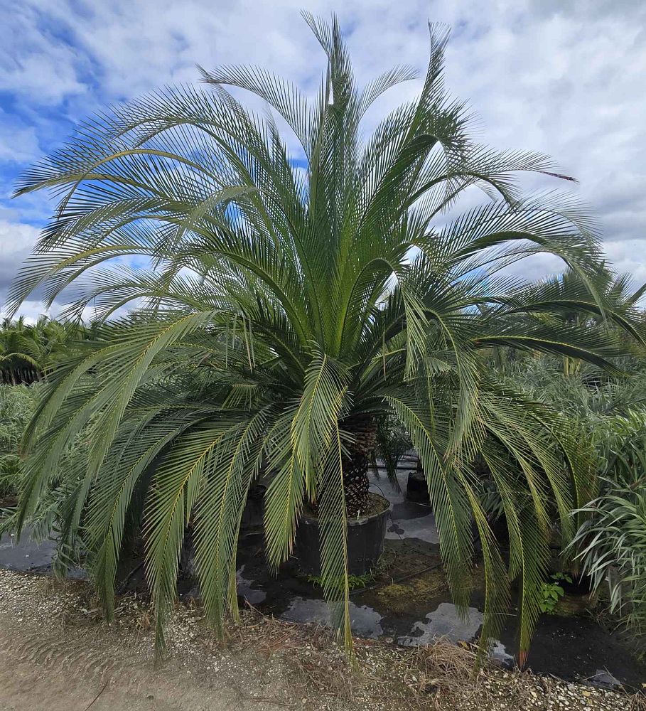 macrozamia-moorei