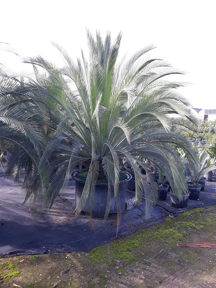 macrozamia-moorei