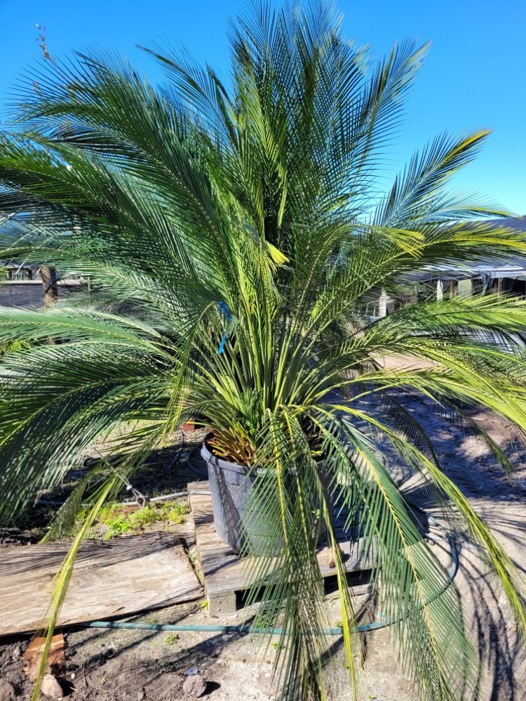 macrozamia-moorei