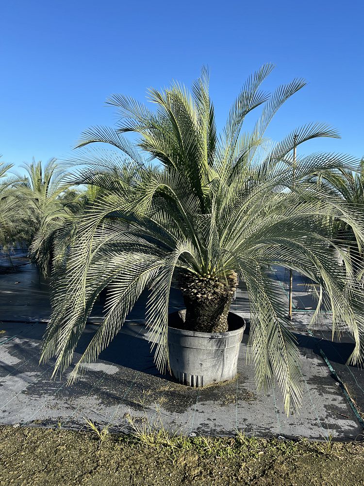 macrozamia-moorei