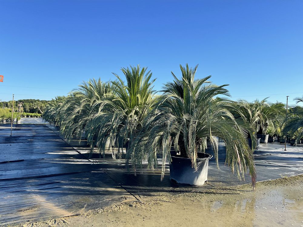 macrozamia-moorei