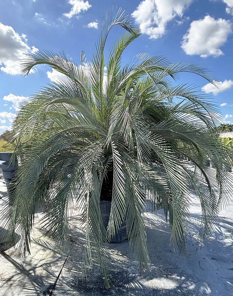 macrozamia-moorei