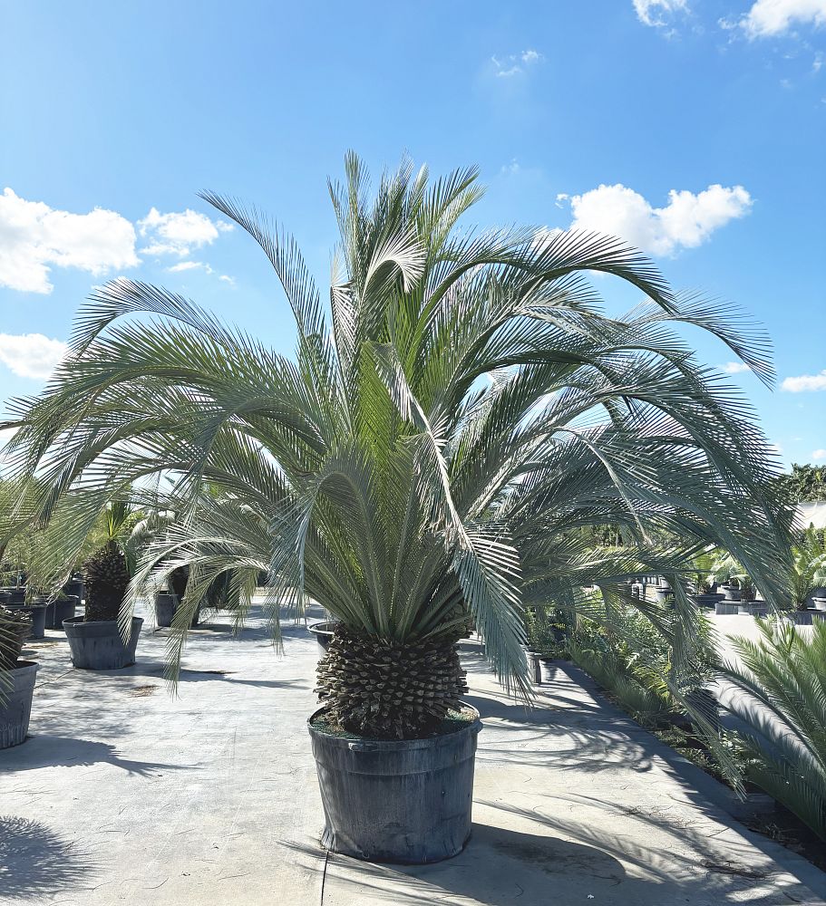 macrozamia-moorei