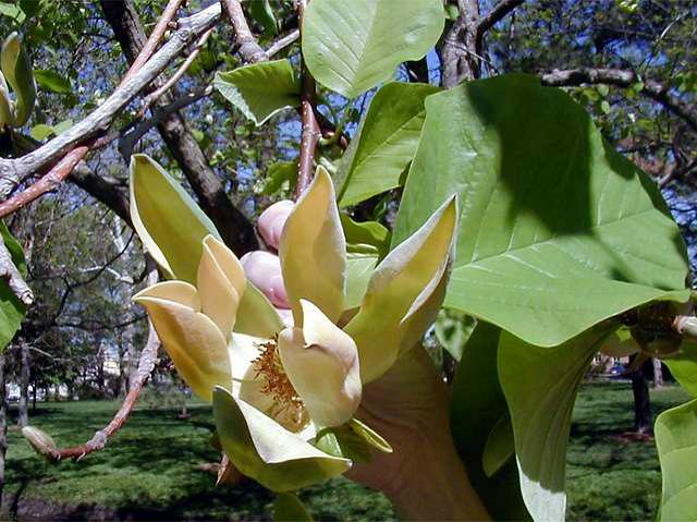 magnolia-acuminata-cucumber-magnolia