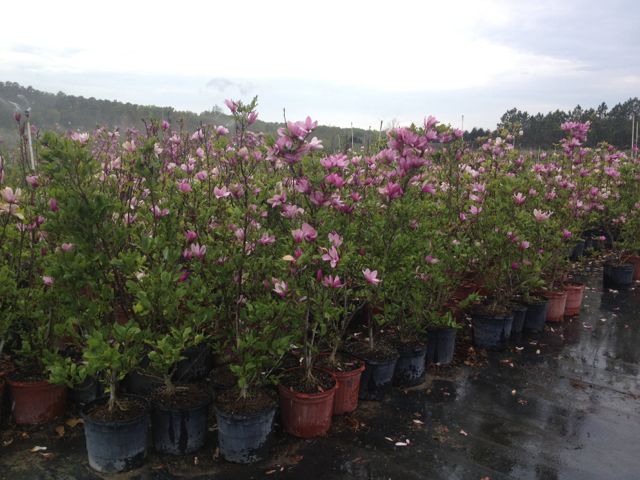 magnolia-ann-deciduous-magnolia