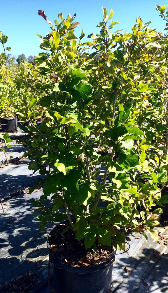 magnolia-ann-deciduous-magnolia
