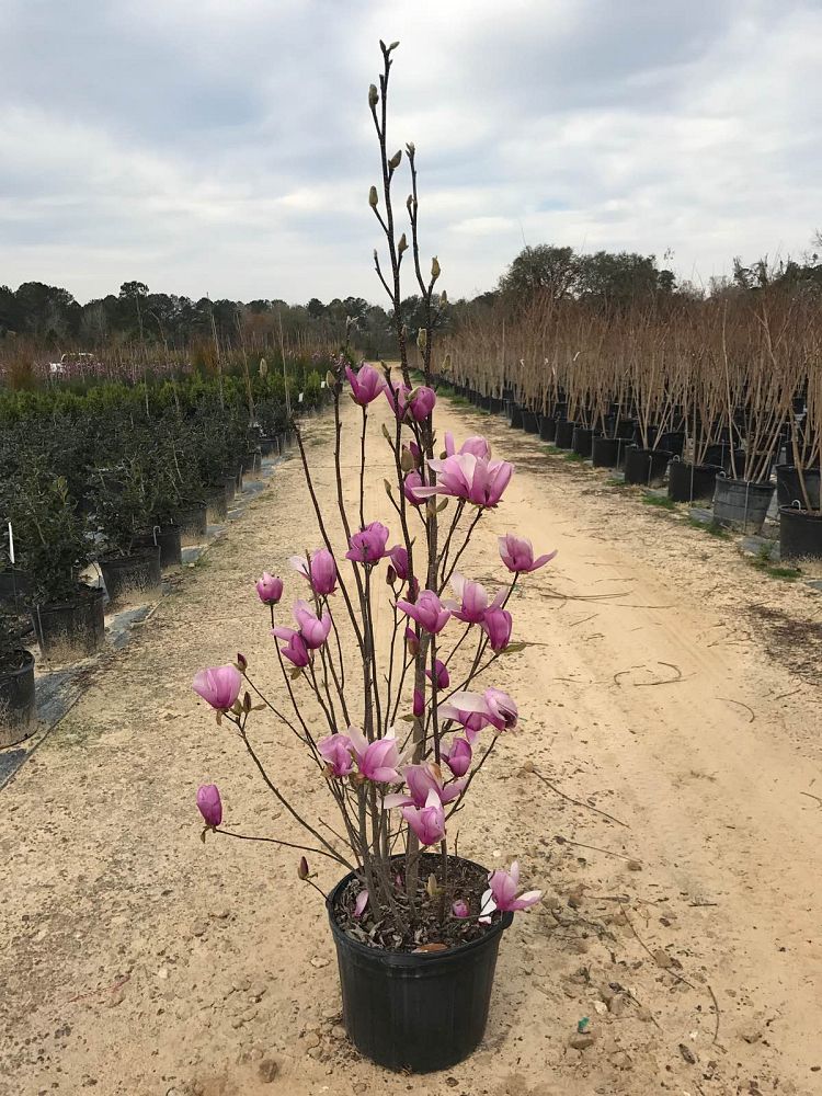 magnolia-ann-deciduous-magnolia