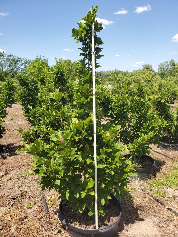 magnolia-ann-deciduous-magnolia