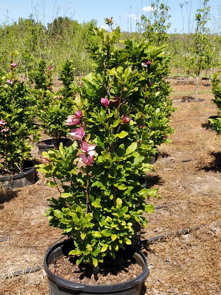 magnolia-ann-deciduous-magnolia