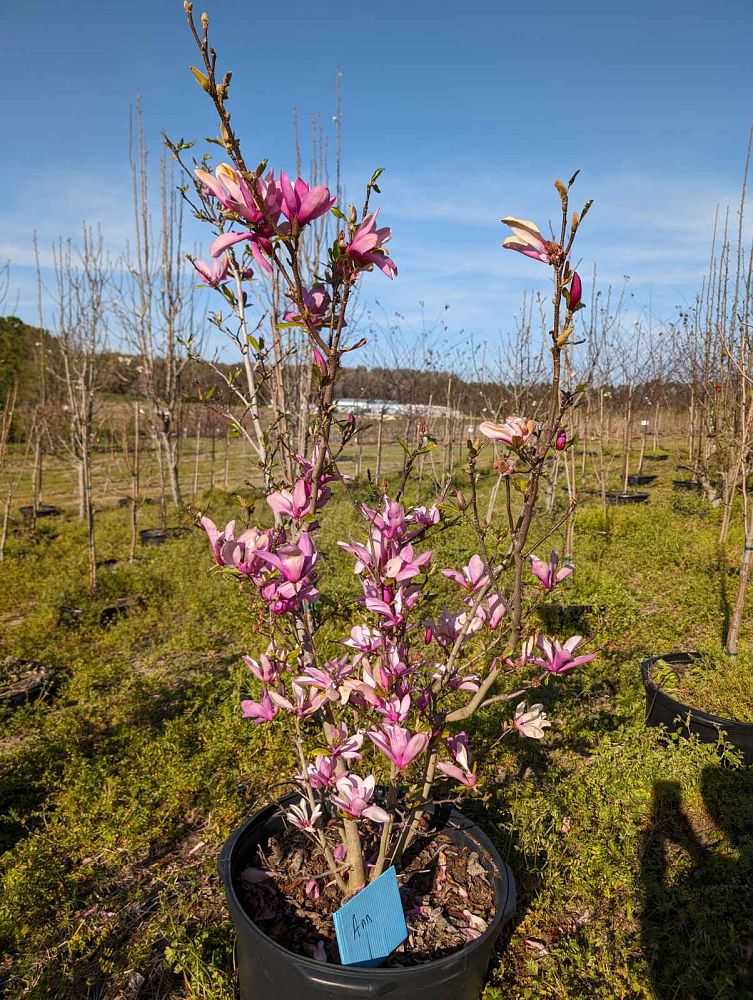 magnolia-ann-deciduous-magnolia