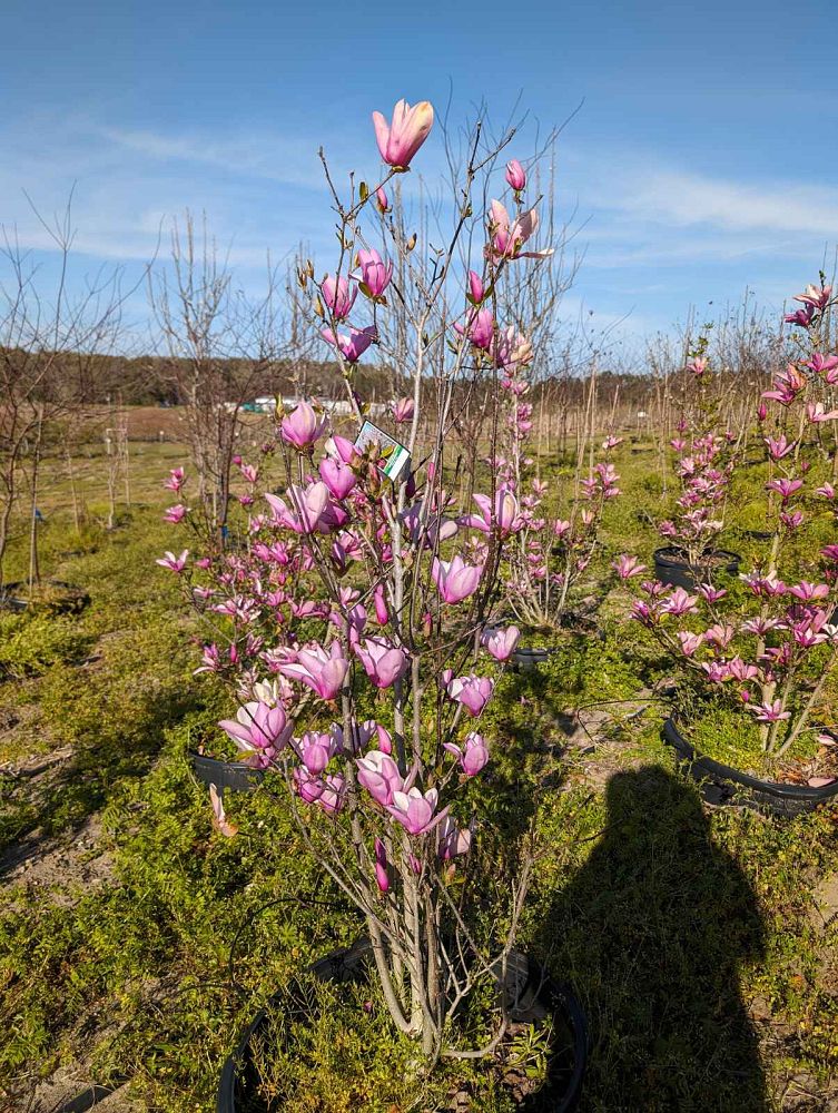 magnolia-ann-deciduous-magnolia