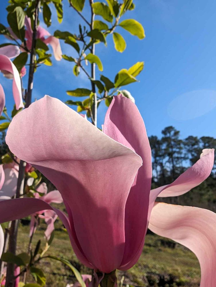 magnolia-ann-deciduous-magnolia