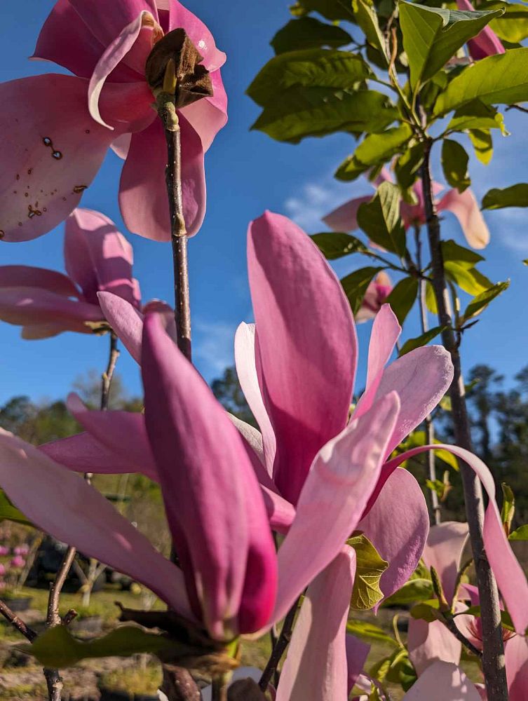magnolia-ann-deciduous-magnolia