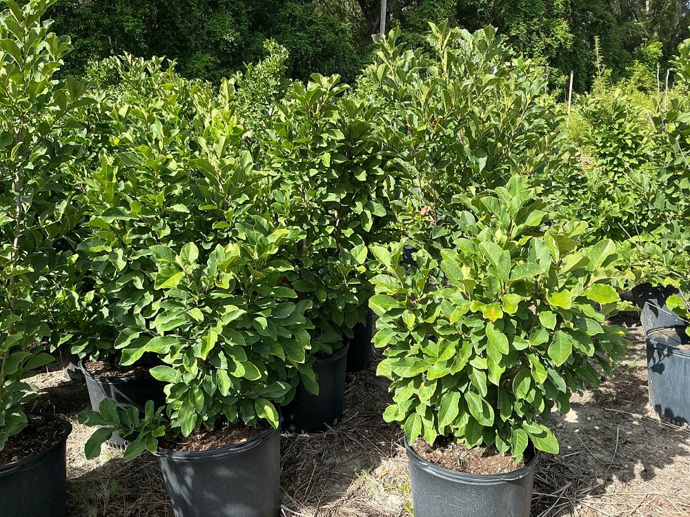 magnolia-ann-deciduous-magnolia