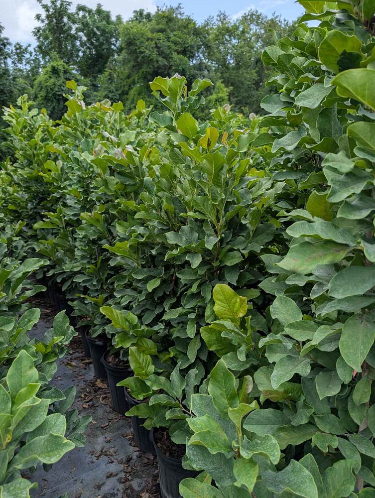 magnolia-ann-deciduous-magnolia