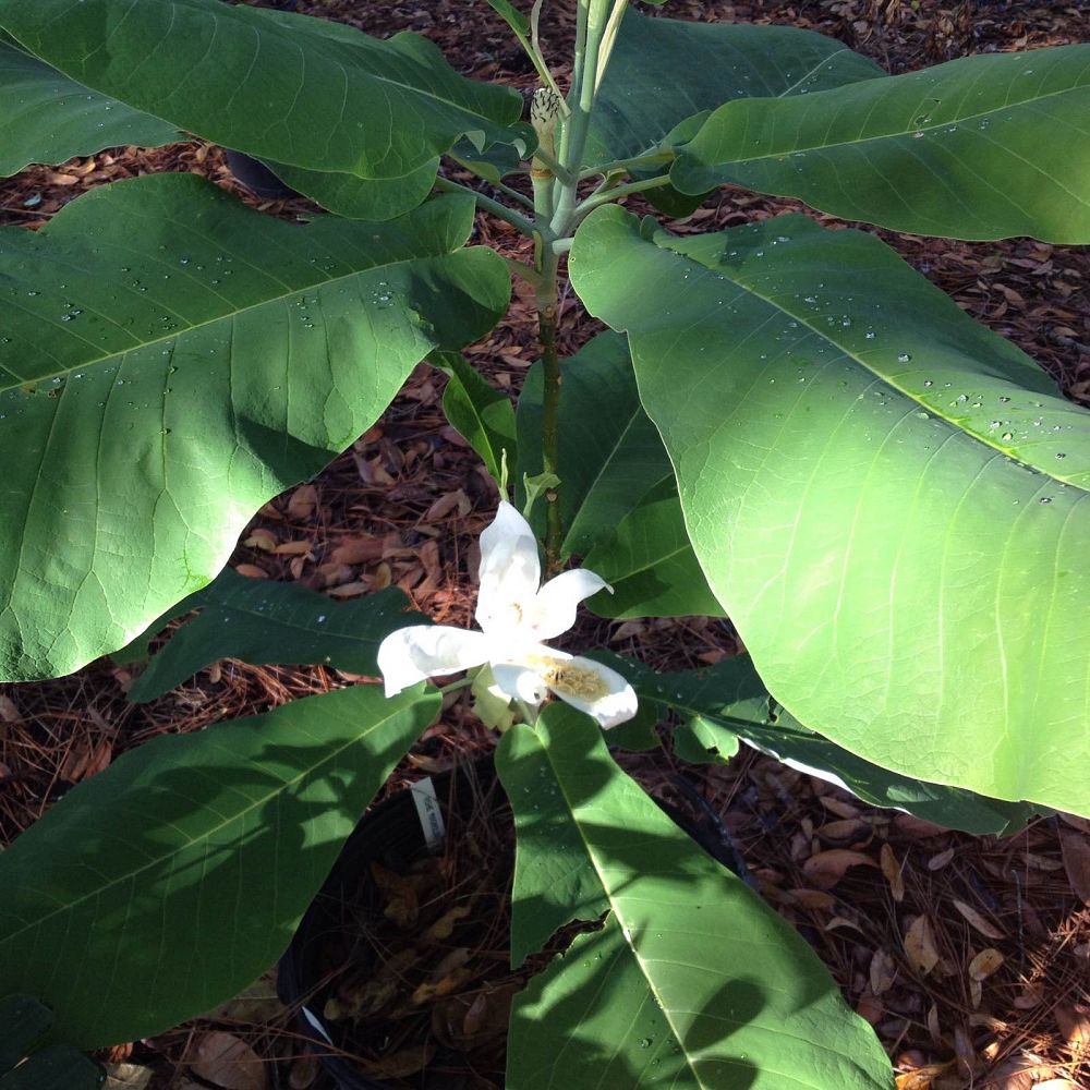 magnolia-ashei-ashe-magnolia