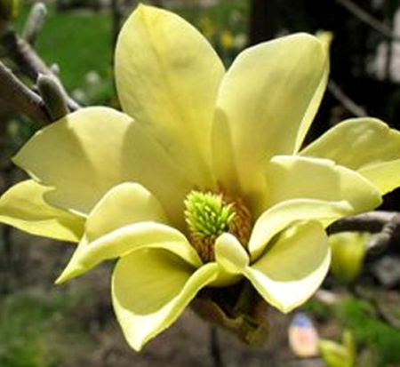 magnolia-butterflies-deciduous-magnolia