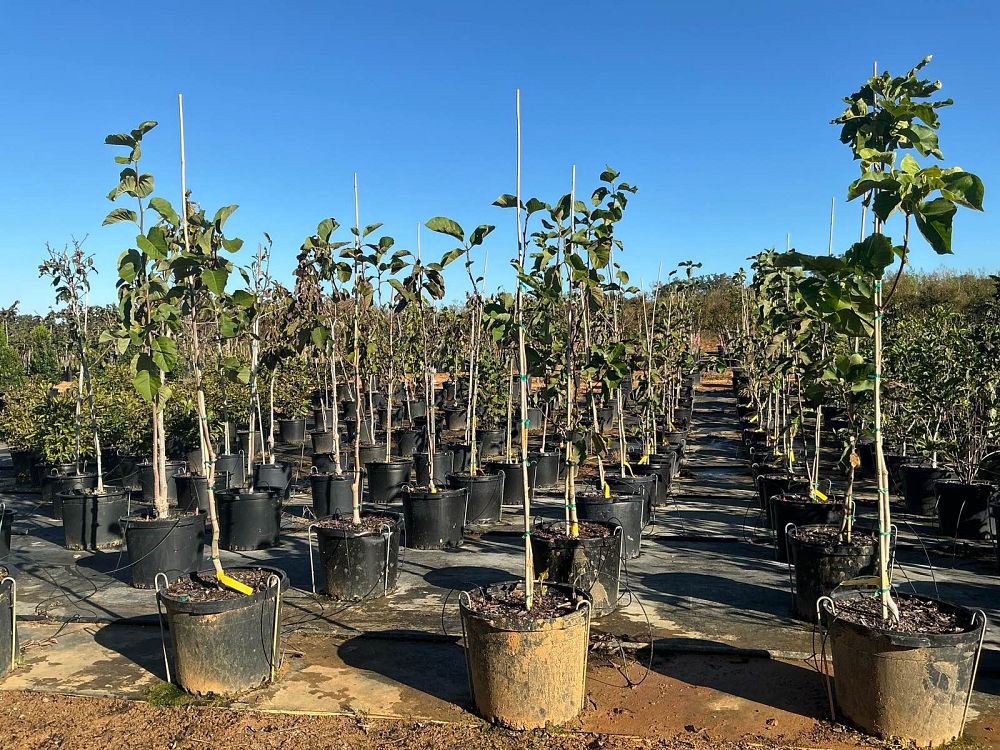 magnolia-butterflies-deciduous-magnolia