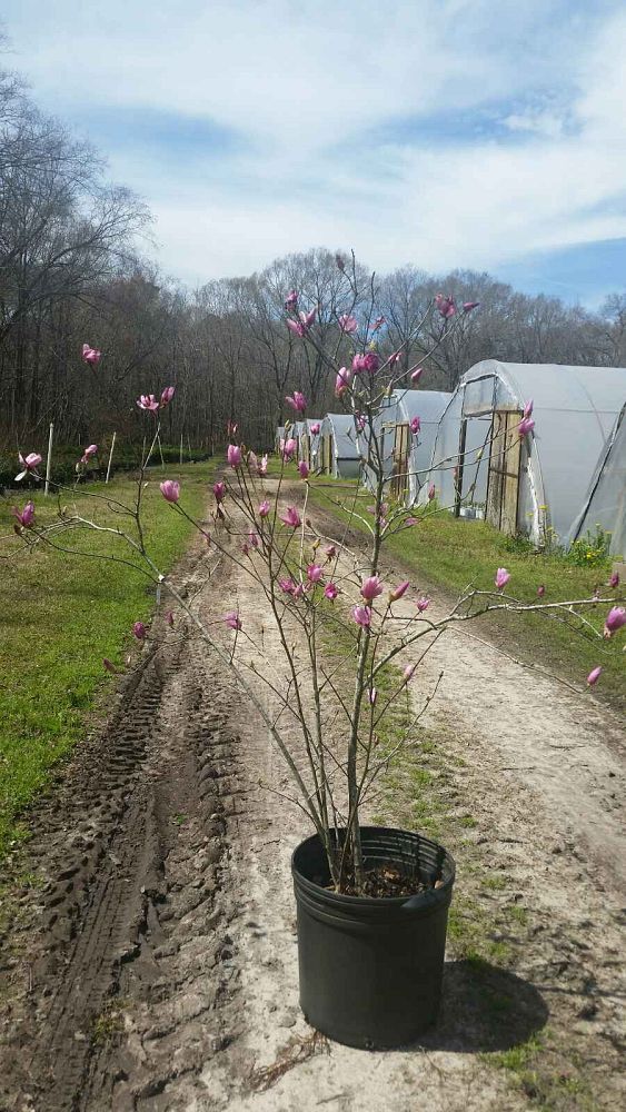 magnolia-campbellii-campbell-magnolia-pink-tulip-tree