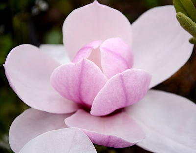 magnolia-cosmic-gem-deciduous-magnolia