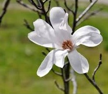magnolia-cylindrica-yellow-mountain-magnolia