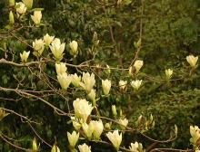 magnolia-elizabeth-deciduous-magnolia