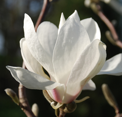 magnolia-emma-cook-deciduous-magnolia