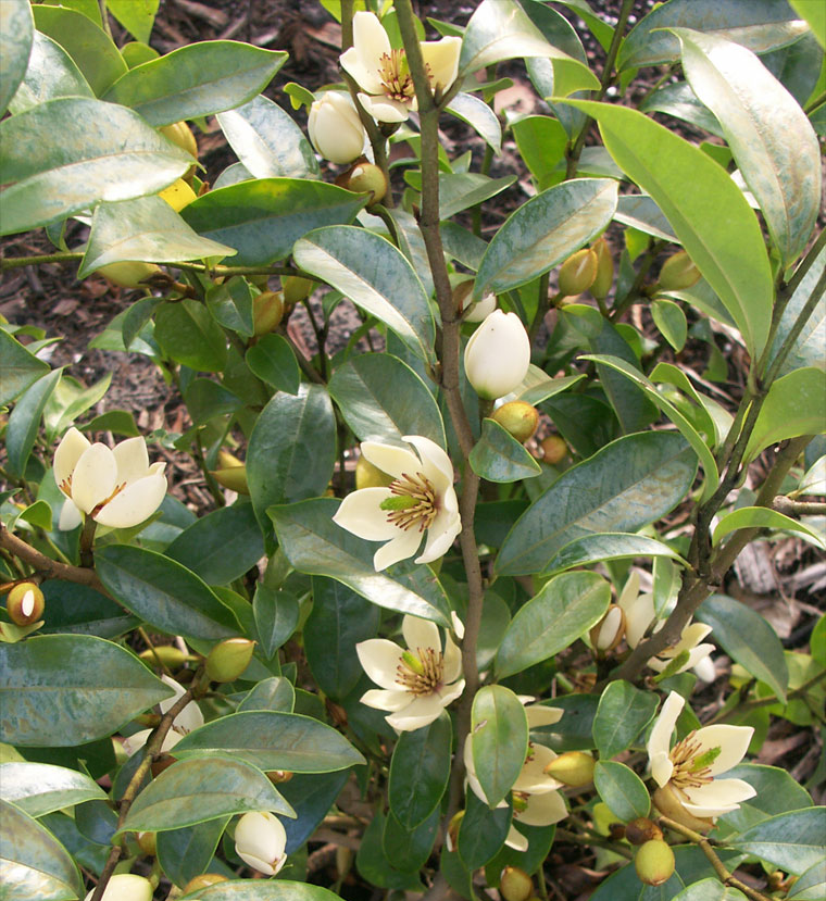 magnolia-figo-crassipes-port-wine-magnolia-banana-shrub