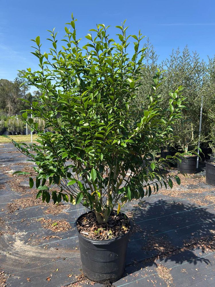 magnolia-figo-serendipity-port-wine-magnolia-banana-shrub