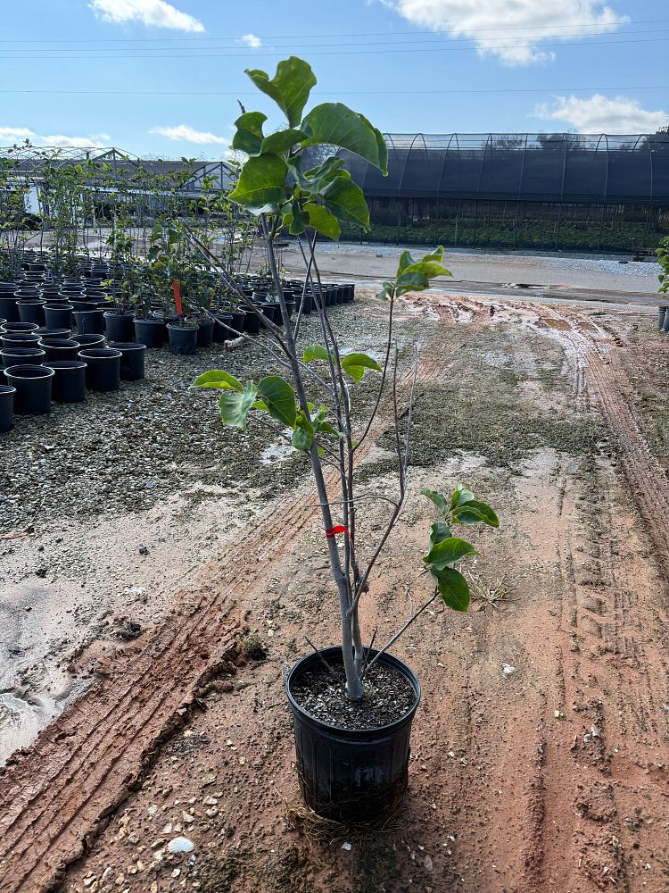 magnolia-galaxy-deciduous-magnolia