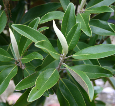 magnolia-grandiflora-alta-southern-magnolia