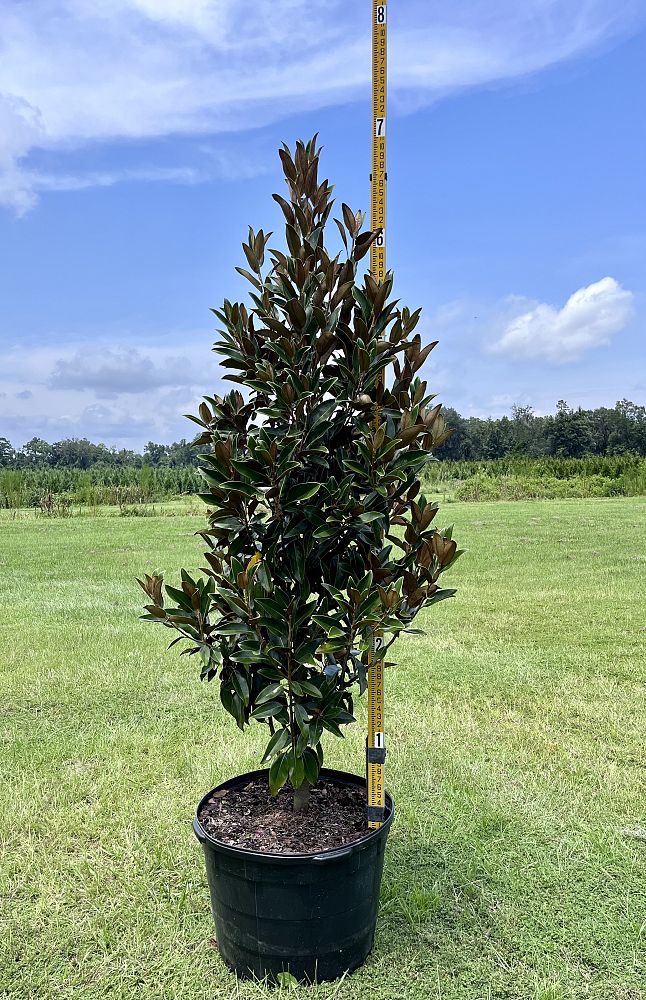 magnolia-grandiflora-alta-southern-magnolia