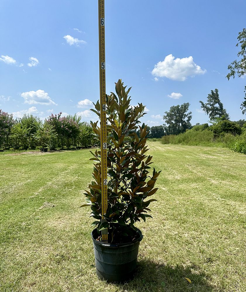 magnolia-grandiflora-alta-southern-magnolia