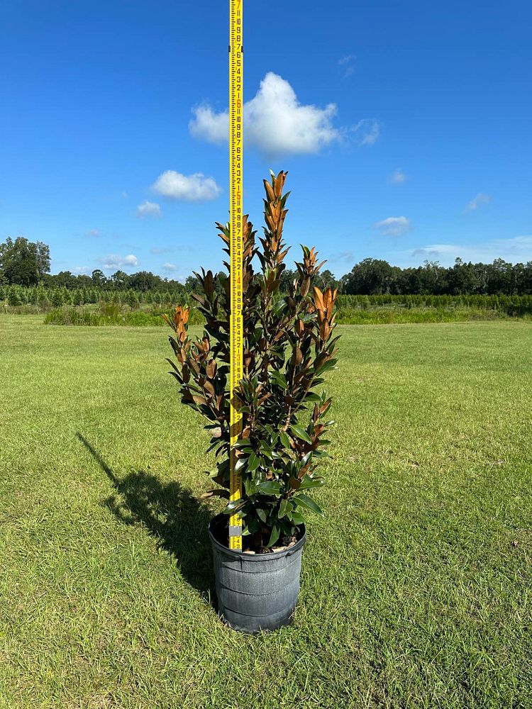 magnolia-grandiflora-alta-southern-magnolia