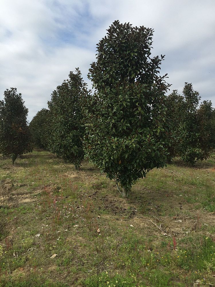 magnolia-grandiflora-bracken-s-brown-beauty-southern-magnolia