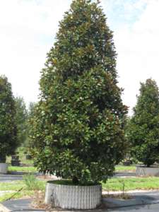 magnolia-grandiflora-bracken-s-brown-beauty-southern-magnolia