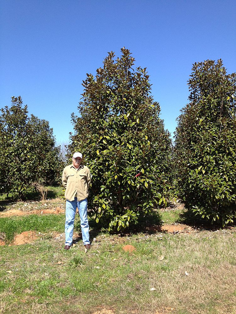 magnolia-grandiflora-bracken-s-brown-beauty-southern-magnolia