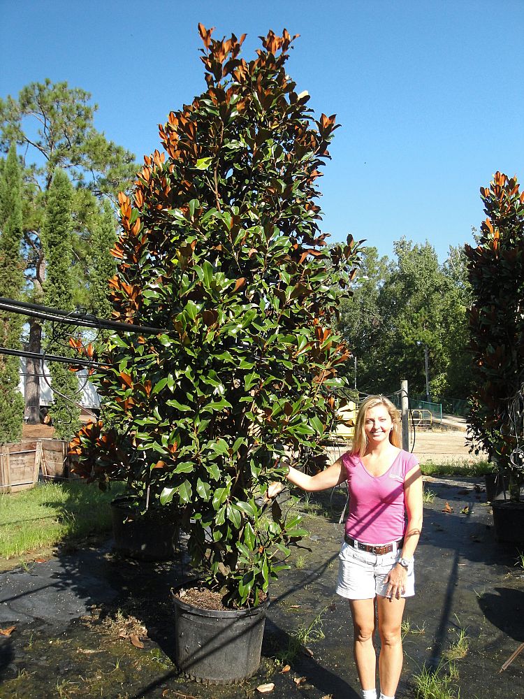 magnolia-grandiflora-bracken-s-brown-beauty-southern-magnolia