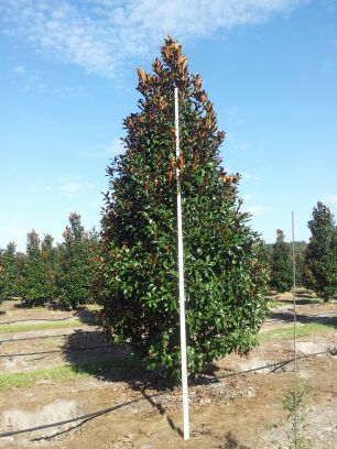magnolia-grandiflora-bracken-s-brown-beauty-southern-magnolia
