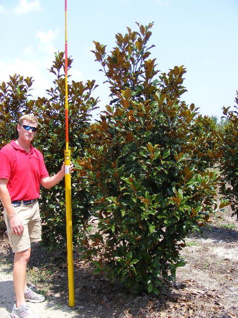 magnolia-grandiflora-bracken-s-brown-beauty-southern-magnolia