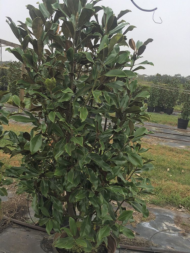 magnolia-grandiflora-bracken-s-brown-beauty-southern-magnolia
