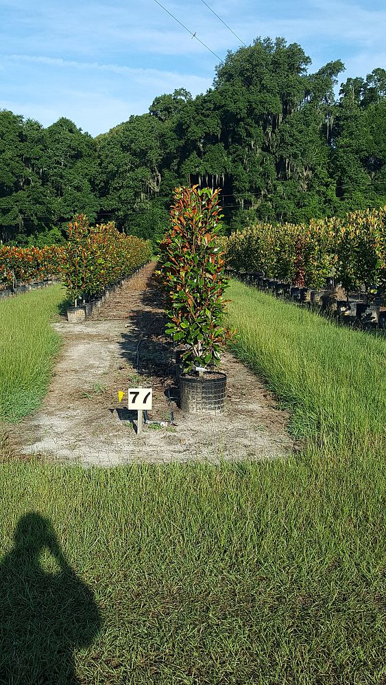 magnolia-grandiflora-bracken-s-brown-beauty-southern-magnolia