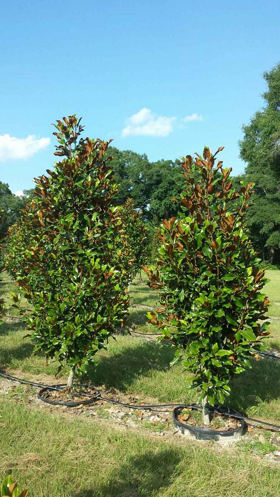 magnolia-grandiflora-bracken-s-brown-beauty-southern-magnolia