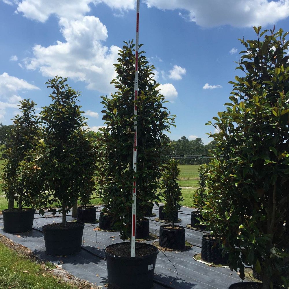 magnolia-grandiflora-bracken-s-brown-beauty-southern-magnolia