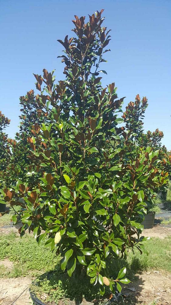 magnolia-grandiflora-bracken-s-brown-beauty-southern-magnolia
